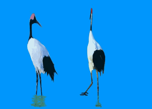 Zoo-Ptaki Bocian - nu 1.gif