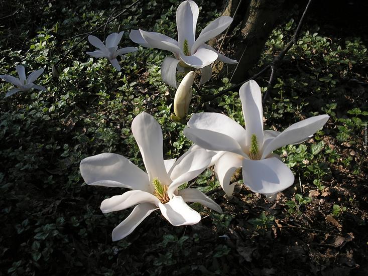 Magnolie  - magnolia.jpg