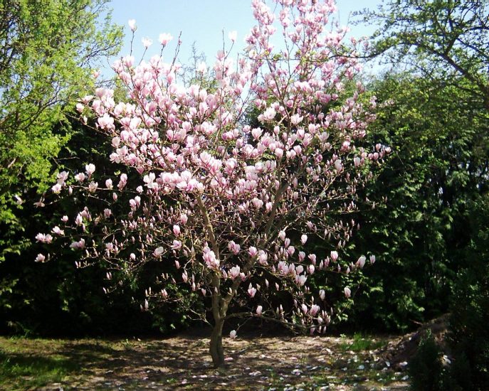 WIOSNA - Tapety wiosna Magnolie.jpg