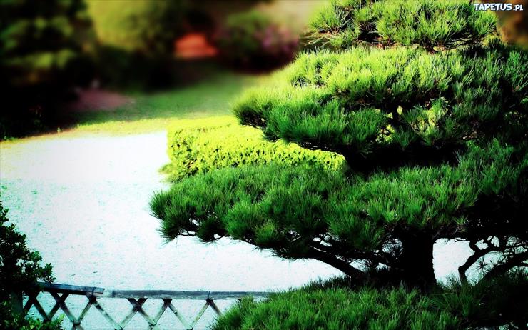 Drzewka Bonsai - 168862_park-drzewko-bonsai.jpg